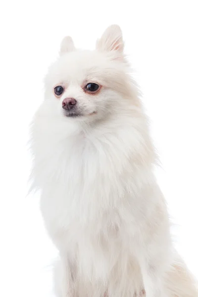 白いポメラニア犬の肖像画 — ストック写真