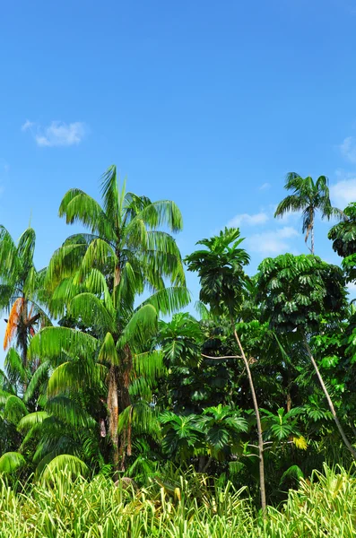 ココナッツの木と森 — ストック写真