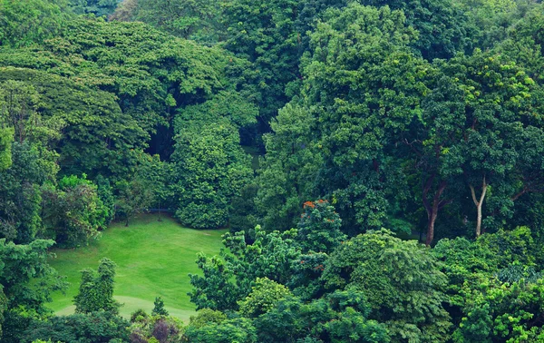 Bosque verde desde vista superior —  Fotos de Stock