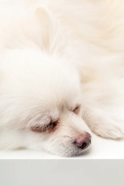 Adormecido cão da Pomerânia — Fotografia de Stock