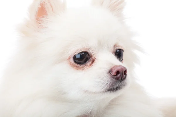 White pomeranian — Stock Photo, Image