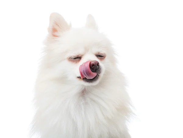 Померанский щенок с языком — стоковое фото