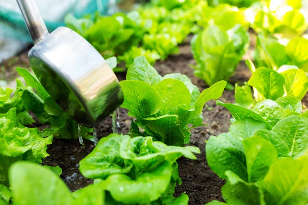 Saláta mező termékenyít közelről — Stock Fotó
