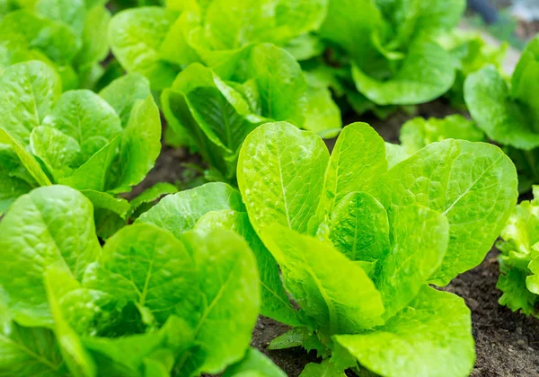 Salatfeld auf dem Land — Stockfoto