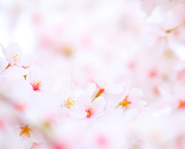 Flor de cerezo en Sakura en Japón — Foto de Stock