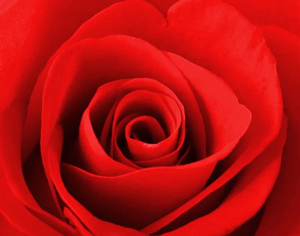 Red rose — Stock Photo, Image