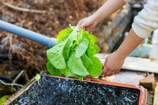 Washing lettuce at outdoor — Stock Photo, Image