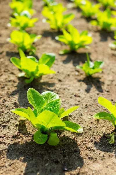 Junger Salat auf dem Feld — Stockfoto