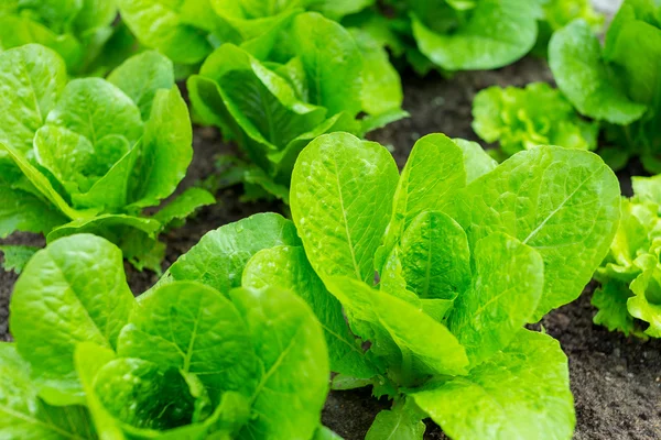 Поле зеленого салату — стокове фото