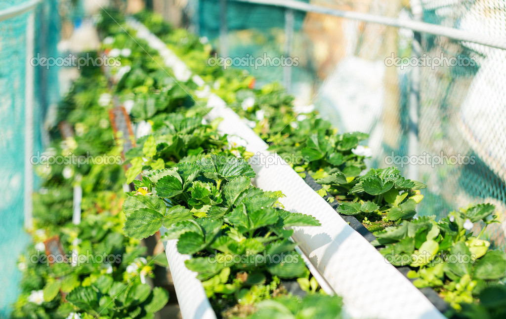 Organic hydroponic strawberry field