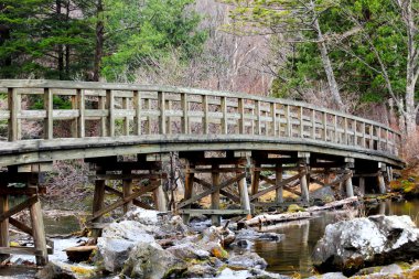 Ormanda tahta köprü