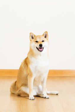 Shiba