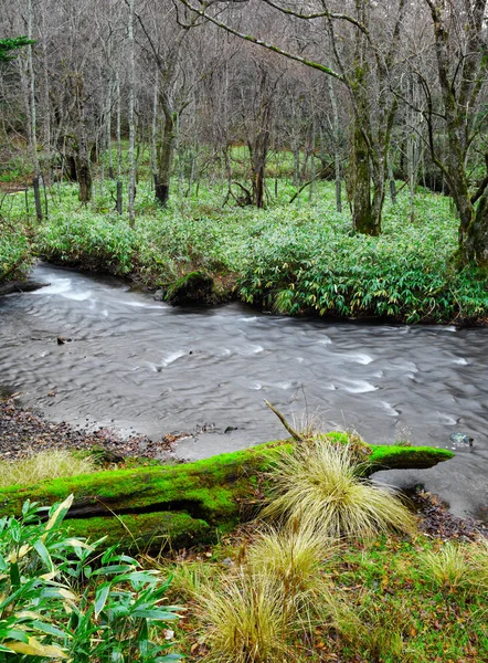 Skog — Stockfoto