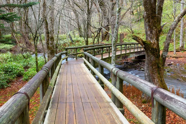 Houten pad in het bos — Stockfoto