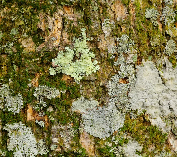 Lichen — Stock Photo, Image