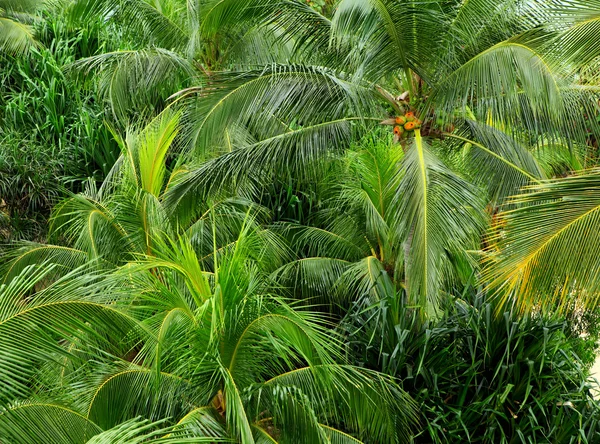 Coconut tree forest — Stock Photo, Image