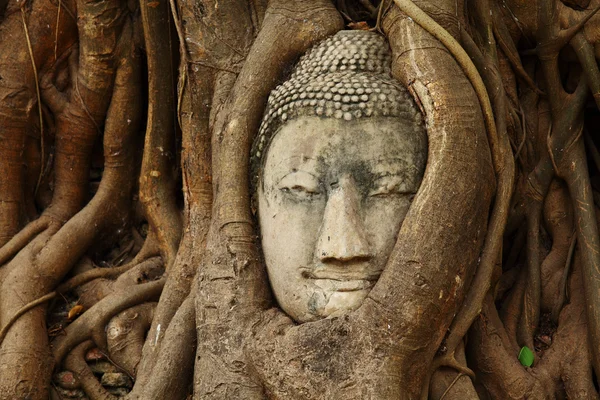 Estátua de cabeça de Buda na raiz da árvore — Fotografia de Stock