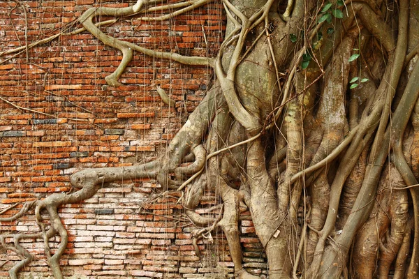 Tree root over red brick wall — Stock Photo, Image