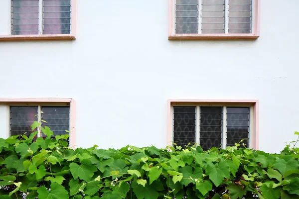 Exterior of house with green plant — Stock Photo, Image