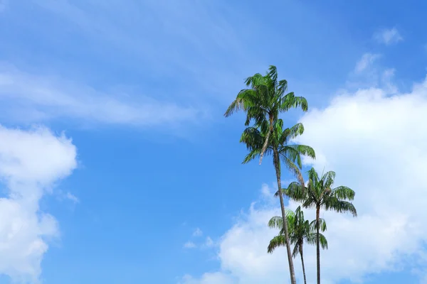 Plam träd med blå himmel — Stockfoto