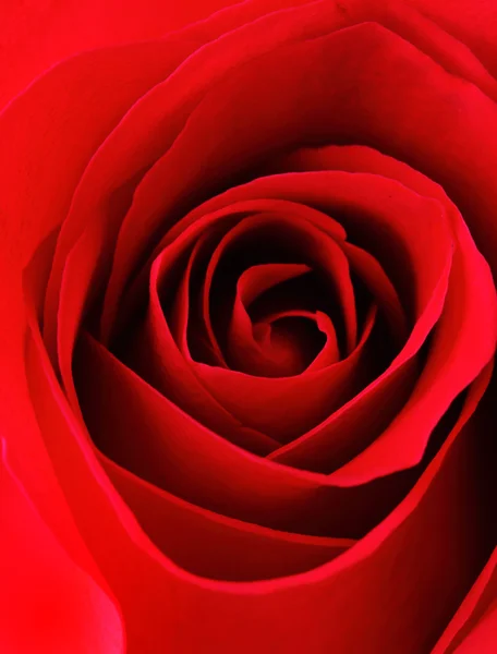 Red rose — Stock Photo, Image