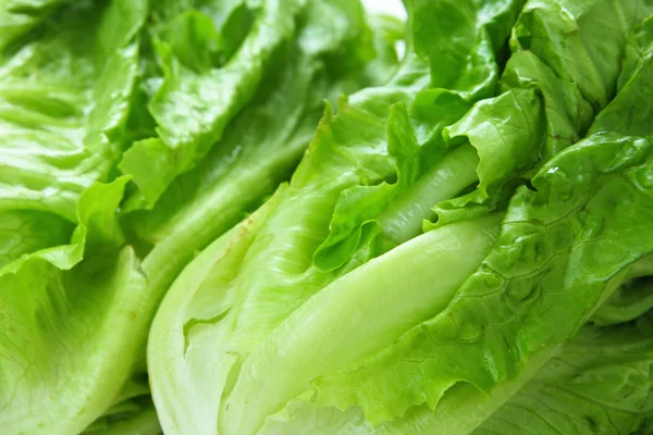 Lettuce texture — Stock Photo, Image