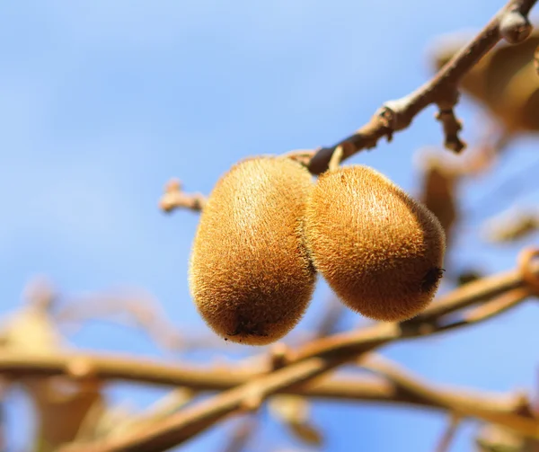 Kiwi fruit on tree — Stock Photo, Image
