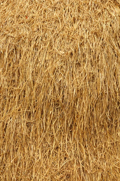 Dried straw — Stock Photo, Image