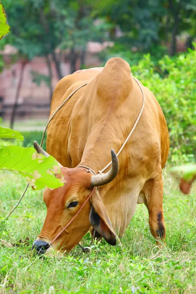 Cow on grass — Stock Photo, Image