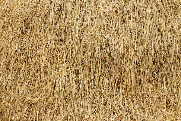Dried reed — Stock Photo, Image