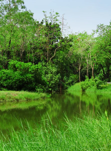 Bosque y lago — Foto de Stock