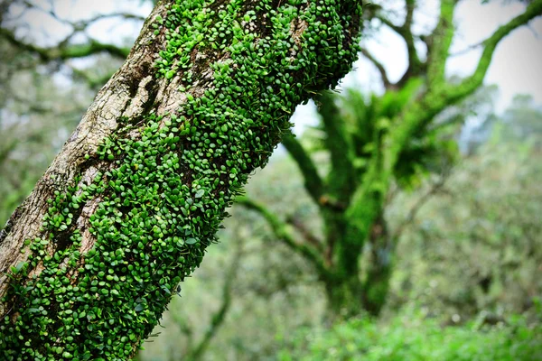 Ivy on tree bark in forest — Stock Photo, Image