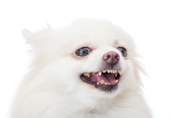 Witte Pommeren hond blaffen — Stockfoto