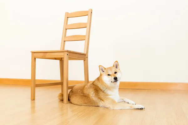Shiba z krzesłem — Zdjęcie stockowe