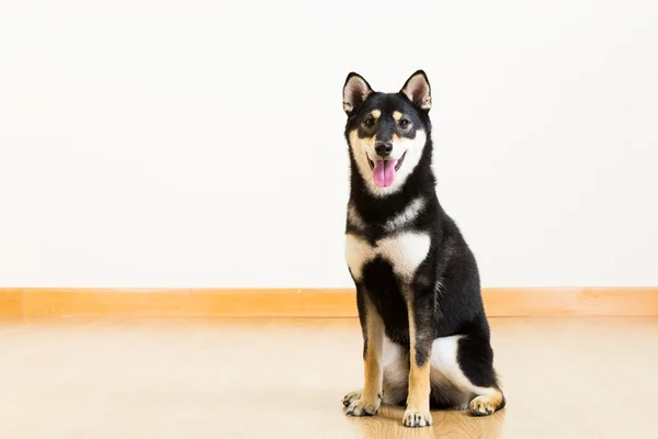 Schwarze Shiba — Stockfoto