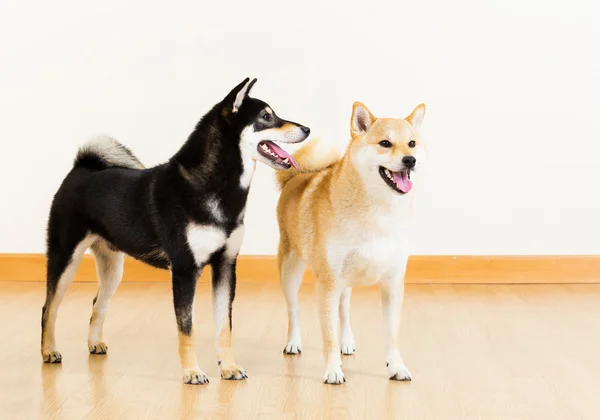 2 つの芝犬 — ストック写真