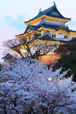sakura gece Wakayama Kalesi
