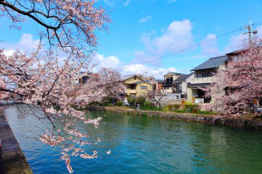 Sakura ile Japonya'nın geleneksel ev