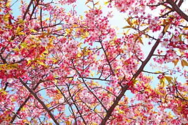 Sakura ağacı