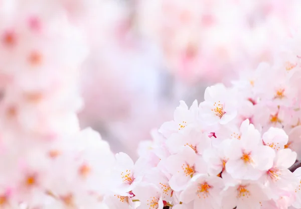 Sakura de cerca — Foto de Stock