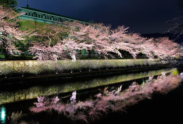 Sakura δέντρο στο Κιότο, τη νύχτα — Φωτογραφία Αρχείου