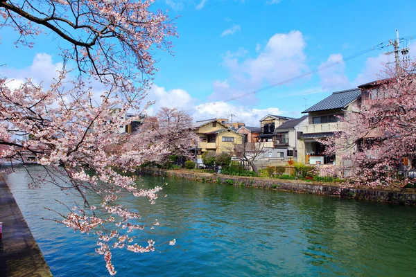 Casa tradizionale in Giappone con sakura — Foto Stock