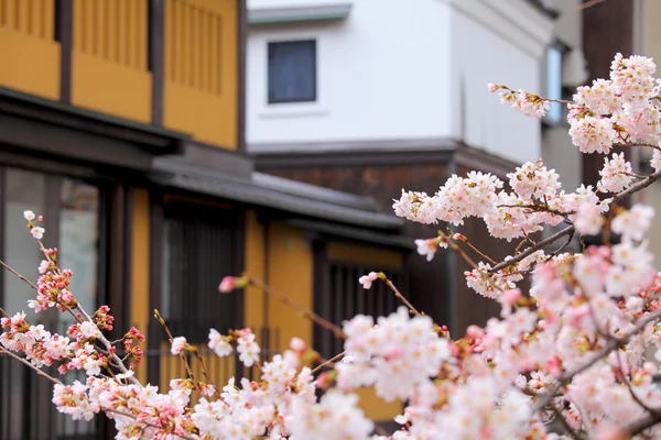 日本传统住宅与樱花 — 图库照片