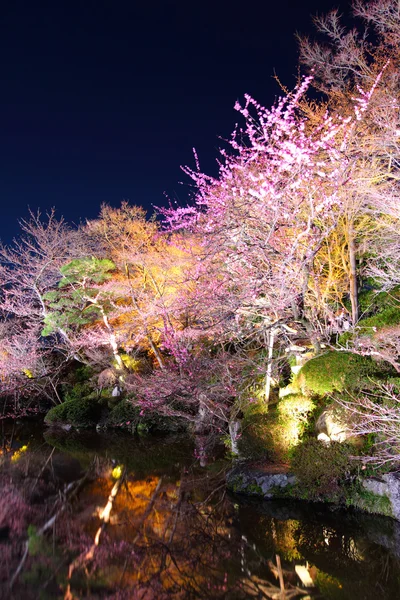 京都议定书在夜间的樱桃树 — 图库照片