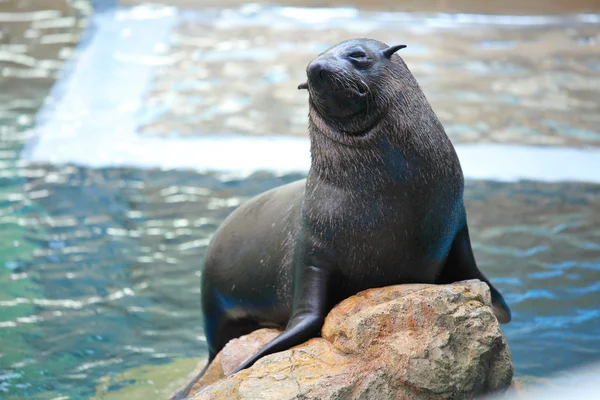 Sea lion on stone — Stock Photo, Image