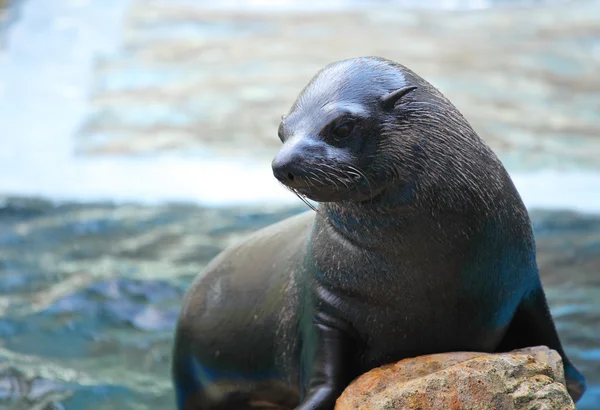 Sea lion on rock — Stock Photo, Image