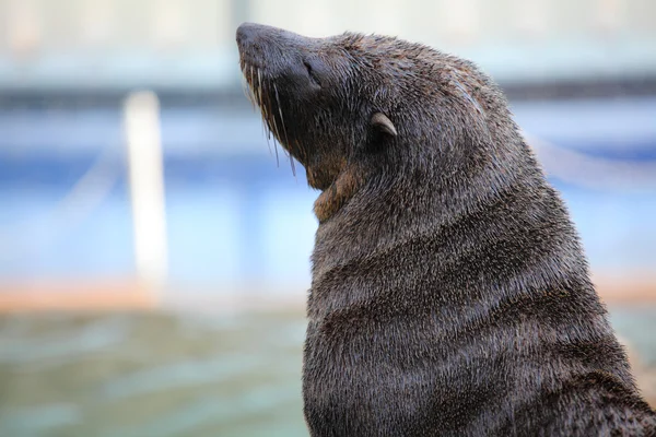 Sea lion — Stock Photo, Image