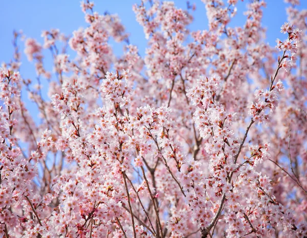 Cherry tree in Japan — Stock Photo, Image