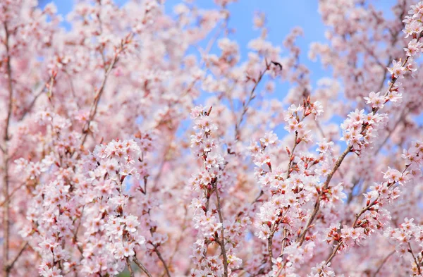 Sakura strom s modrou oblohou — Stock fotografie