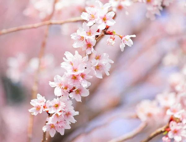 Sakura in rosa — Stockfoto